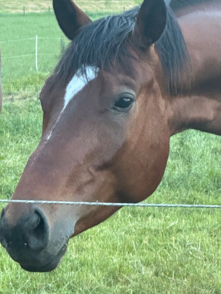 Trakehner Wallach zu verkaufen in Rees