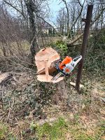 Baumfällungen Garten Forst Wald Brandenburg - Dahme/Mark Vorschau