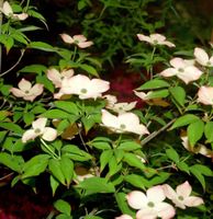 Hartriegel Blooming Pink Tetra 40-60cm - Cornus kousa Niedersachsen - Bad Zwischenahn Vorschau