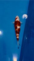 Japan Koi - HQ Ai Goromo ca. 40cm - Koi Farm: Koda (28) Niedersachsen - Werlte  Vorschau