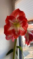 Ableger Amaryllis Minerva Düsseldorf - Benrath Vorschau