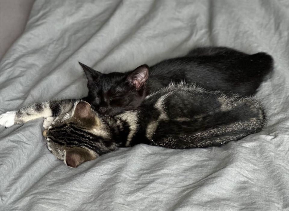 2 kleine Katzen in Wetter (Ruhr)