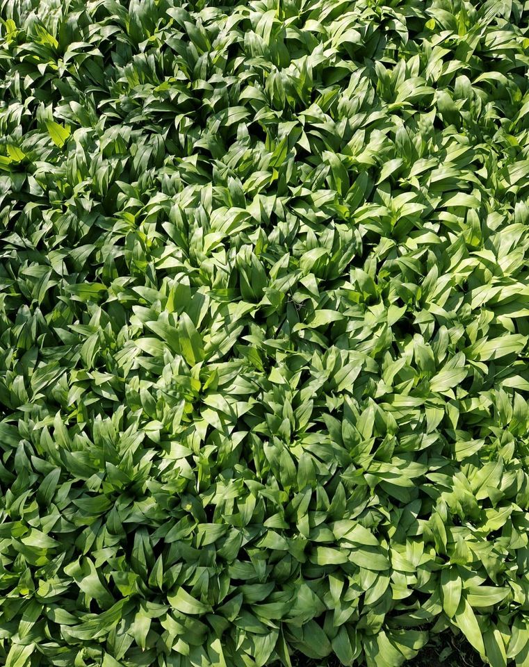 Bärlauch Samen Allium ursinum Waldknoblauch Kräuter Knoblauch in Bremen