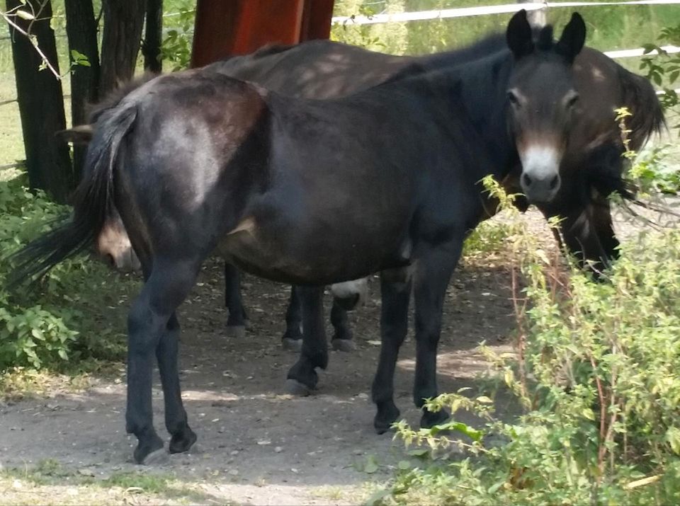 Muli Pärchen sucht Bestplatz in Oberschleißheim