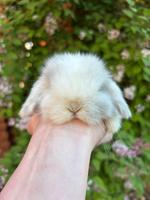 Mini Lop Rammler Hase Kaninchen Zwergwidder Zwergkaninchen Hessen - Neuhof Vorschau