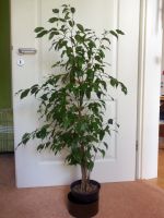 Ficus – Benjamin - Birkenfeige in HydroKultur 120 cm Bayern - Bamberg Vorschau