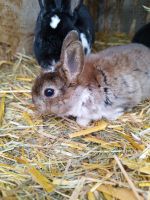 kleine Zwerg-Rex Kaninchen abzugeben Bayern - Taufkirchen Vils Vorschau