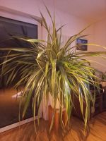 Riesiger Schraubenbaum Schraubenpalme Pandanus, 2 Meter 15 cm Bayern - Erlangen Vorschau