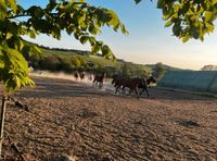 Pferde Stellplatz Offenstall Laufstall Boxen frei Pony Niedersachsen - Hessisch Oldendorf Vorschau