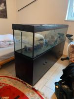 Aquarium 500L 200x50x50 Güstrow - Landkreis - Zehna Vorschau