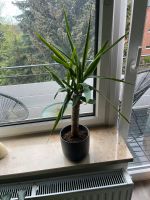 Yucca-Palme Zimmerpflanze mit Topf Hamburg - Bergedorf Vorschau