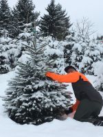Weihnachtsbaum selber sägen fällen Nordmanntanne Blaufichte Nordrhein-Westfalen - Halver Vorschau