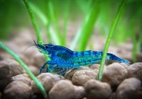 Blue Dream Garnelen Aquarium Neocaridina davidi Stück 1€ BLAU Niedersachsen - Papenburg Vorschau