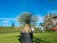 Yucca Rostrata blaue Palmlilie palme winterhart Niedersachsen - Sehnde Vorschau