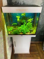 Aquarium 120l mit Besatz, Pflanzen und Steinen Baden-Württemberg - Schonach Vorschau