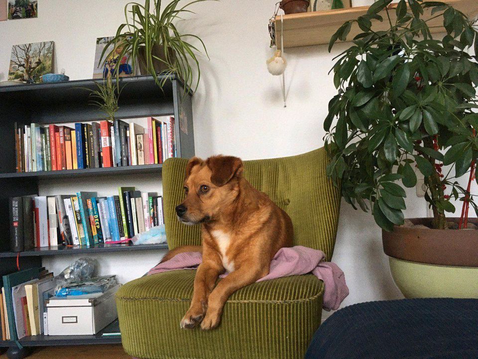 Christofer - sehr lieber Hund sucht seine Menschen ♥️ in Berlin