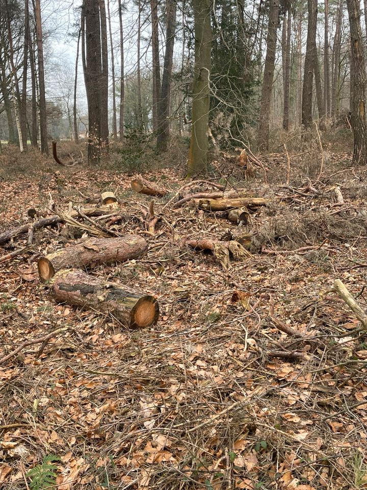 Topholz, Brennholz Kiefer in Raesfeld