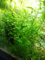 Hygrophila polysperma / Indischer Wasserfreund Aquarium Pflanzen Nordrhein-Westfalen - Wülfrath Vorschau