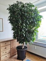 Große Birkenfeige / Ficus benjamina sucht neues Zuhause München - Bogenhausen Vorschau