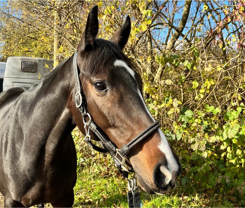 Schicke brave Halbblutstute als Freizeitpferd abzugeben in Iffezheim