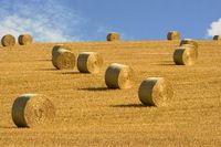 Stroh ab Feld 2024 Niedersachsen - Bösel Vorschau