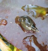 Spitzschlammschnecken für Teich * fleißige Helfer Niedersachsen - Schortens Vorschau