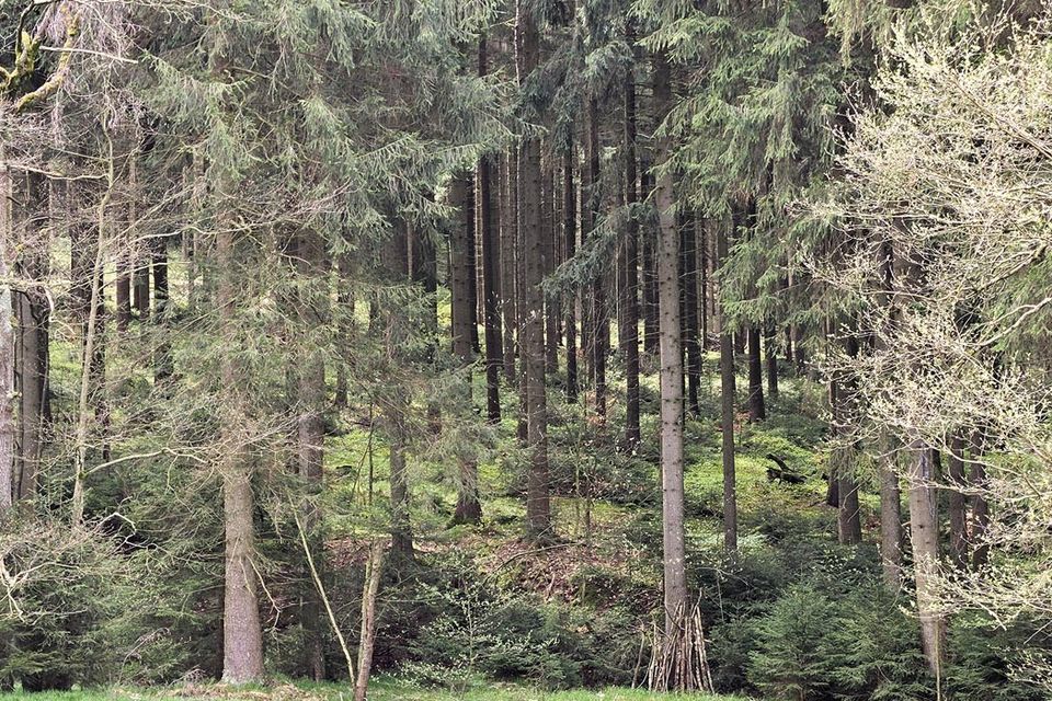 0,5 ha Waldgrundstück in Olbernhau