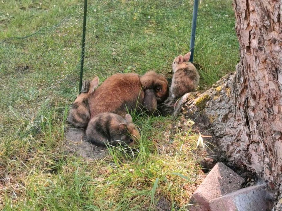 Zwergkaninchen, Minilop in Moraas