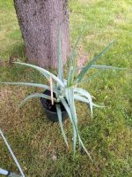 Aloe Vera Barbadensis Miller Heilpflanze gross Nordrhein-Westfalen - Bad Oeynhausen Vorschau