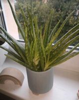 Aloe Vera Pflanze Ableger 1,- Brandenburg - Gartz (Oder) Vorschau