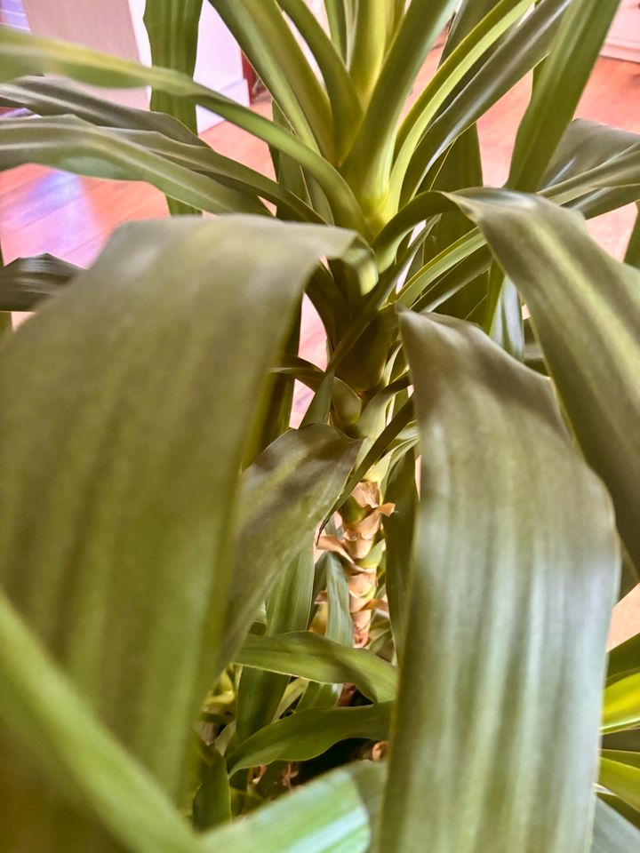 Yucca Palme Pflanze in Lübeck