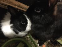 Zwei Kaninchen mit etwas Zubehör zu verkaufen Düsseldorf - Eller Vorschau