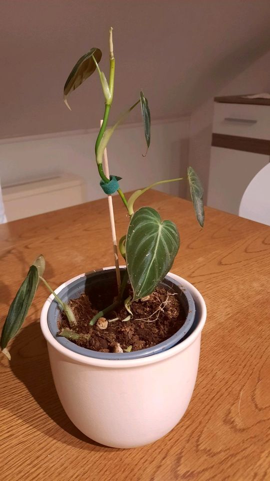 Philodendron Melanochrysum in Mundelsheim