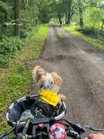 Suche günstig Fahrradanhänger Hund Niedersachsen - Basdahl Vorschau