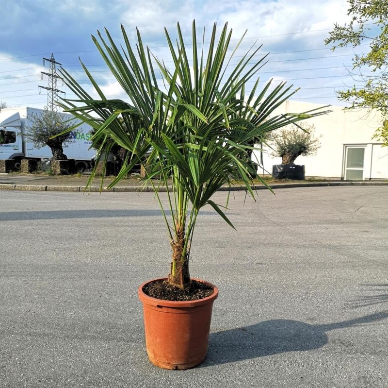 Hanfpalme Trachycarpus Fortunei +/- 20cm Stamm - +/-120cm hoch in Oberhausen