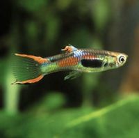 Endler Guppy Männchen, Wildform Niedersachsen - Westoverledingen Vorschau