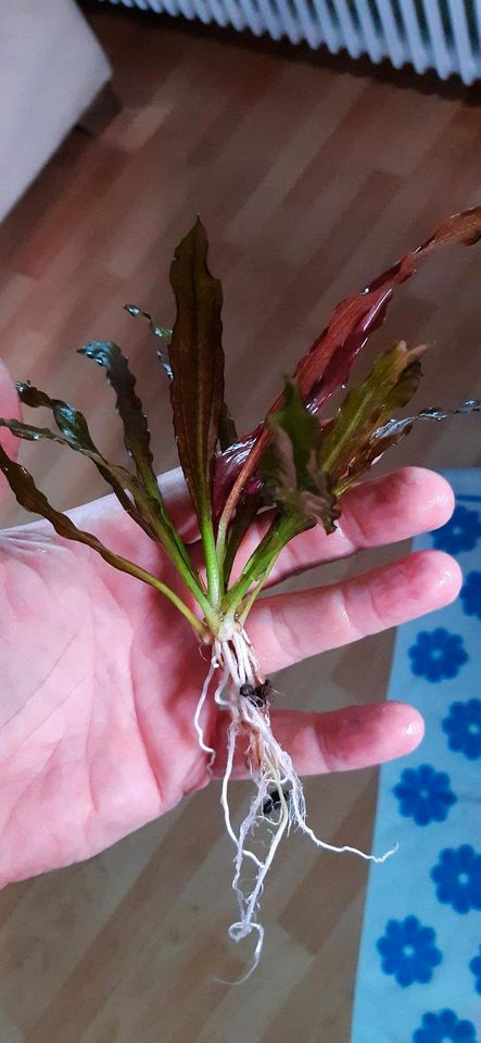 New ⭐❤ SP.  SOEKARNO ❤⭐ Rare Echinodorus Aquarium Bucephalandra in Freiburg im Breisgau