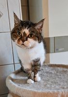 Britisch Kurzhaar Katze Katzendame Thüringen - Werra-Suhl-Tal Vorschau