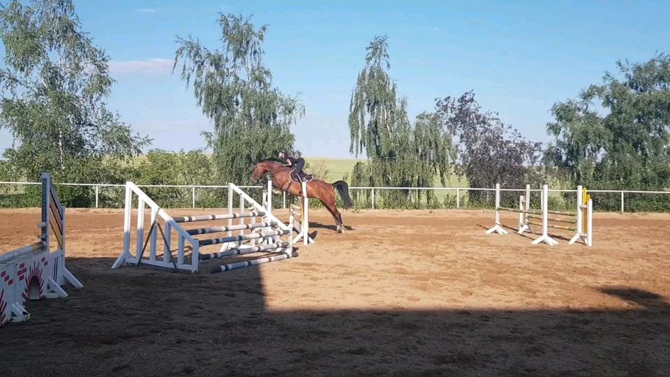 Deutsches Sportpferd Stute Beistellpferd in Leipzig