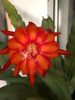 Epiphyllum Coral Dance Bayern - Zirndorf Vorschau