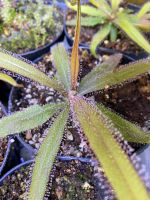 Drosera adelae (Fleischfressende Pflanze) Baden-Württemberg - Bretten Vorschau