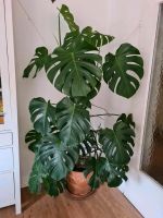 XXL 185cm große Monstera Deliciosa Fensterblatt Zimmerpflanze Bayern - Würzburg Vorschau