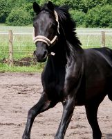 Dressurpferd, Nachwuchspferd, Oldenburger, Stute von Glamourdale Nordrhein-Westfalen - Steinhagen Vorschau