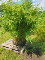 Bambus Solitärpflanze super buschig Kreis Pinneberg - Pinneberg Vorschau