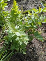 Liebstöckl Maggi Kraut Küchen Kräuter Levisticum officinale Mecklenburg-Vorpommern - Wesenberg Vorschau