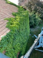 Wein und Efeu entfernen wilder Wein Ranken etc. Mecklenburg-Vorpommern - Jabel Vorschau