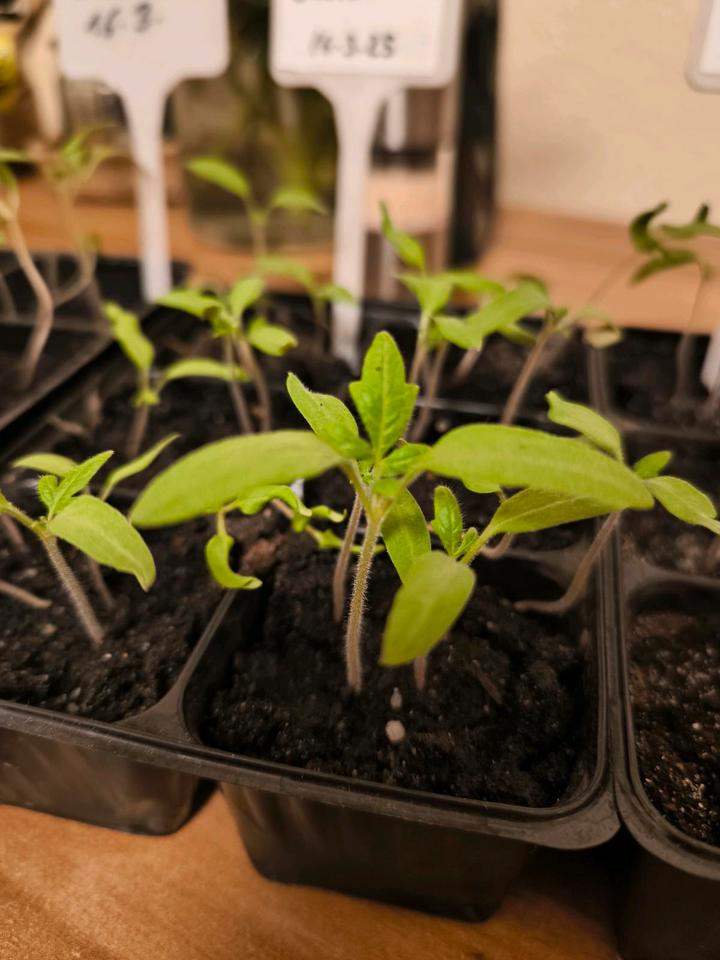 Gemüse für Garten und Balkon (Chili Biotomaten Stabtomaten) in Bonn