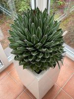 Agave Vitoria Reginae - Groß und Wunderschön Freiburg im Breisgau - Altstadt Vorschau