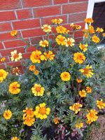 Samen Studentenblume  / Tagetes (große Blüte) Niedersachsen - Oldenburg Vorschau