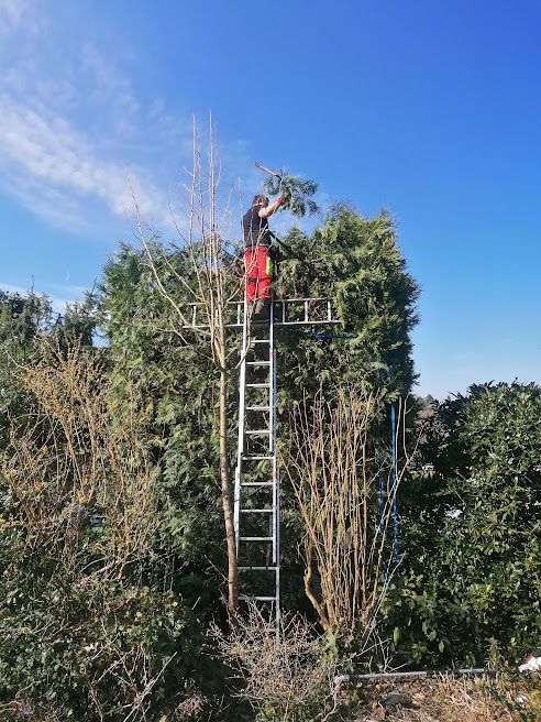 Gartenarbeit Baumfällung Baumpflege Gartengestaltung Rodungen Heckenschnitt Rückschnitt Wurzelfräsen Gärtner  Baggerarbeiten Sturmschaden in Stolberg (Rhld)